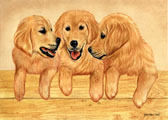 Golden Puppies